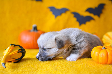 welsh corgi pembroke puppy halloween pumpkin © Zuz