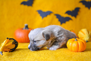 welsh corgi pembroke puppy halloween pumpkin © Zuz
