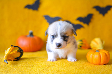 welsh corgi pembroke puppy halloween pumpkin © Zuz