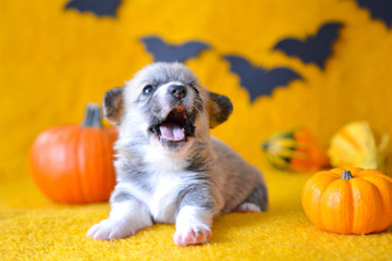 welsh corgi pembroke puppy halloween pumpkin © Zuz