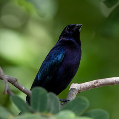 Freigestellter metallisch blauer Seidenkuhstärling in der Seitenansicht auf eine Ast vor grünem Hinergrund