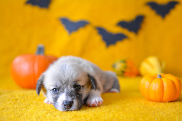 welsh corgi pembroke puppy halloween pumpkin © Zuz