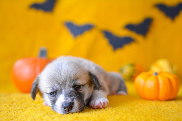welsh corgi pembroke puppy halloween pumpkin © Zuz