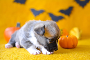 welsh corgi pembroke puppy halloween pumpkin © Zuz