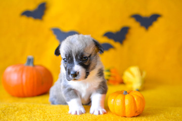 welsh corgi pembroke puppy halloween pumpkin © Zuz