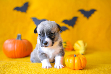 welsh corgi pembroke puppy halloween pumpkin © Zuz