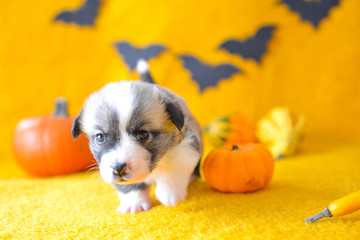 welsh corgi pembroke puppy halloween pumpkin © Zuz