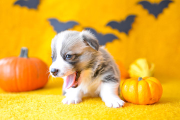 welsh corgi pembroke puppy halloween pumpkin © Zuz