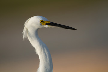 A closeup head shot of a snowy egret.