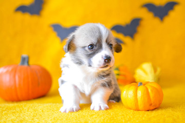 welsh corgi pembroke puppy halloween pumpkin © Zuz