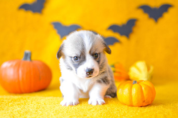 welsh corgi pembroke puppy halloween pumpkin © Zuz