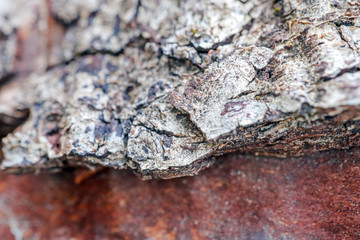 the bark of old pear tree as background macro
