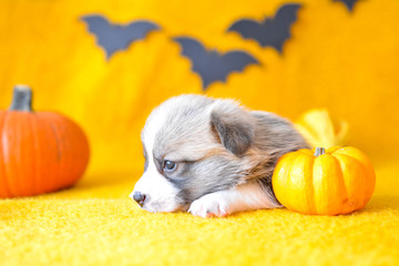 welsh corgi pembroke puppy halloween pumpkin © Zuz