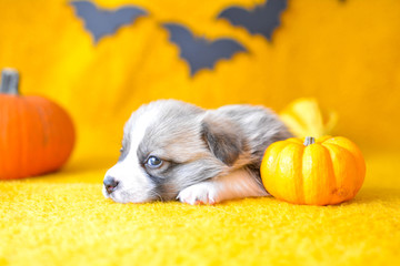 welsh corgi pembroke puppy halloween pumpkin © Zuz