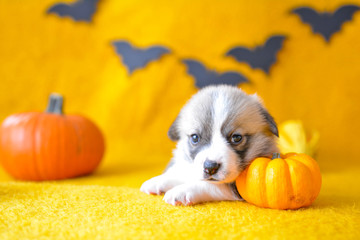 welsh corgi pembroke puppy halloween pumpkin © Zuz