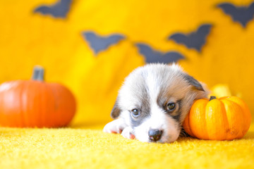 welsh corgi pembroke puppy halloween pumpkin © Zuz