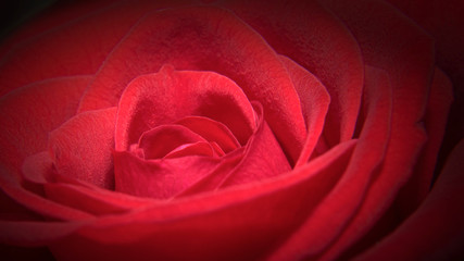 Schöne Nahaufnahme einer roten Rose 