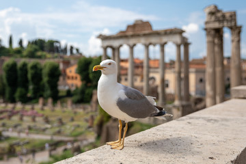Mediterranean gull seating on stones of Roman forum in Rome, Italy