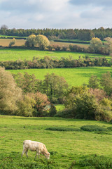 Paysage bucolique du boulonnais