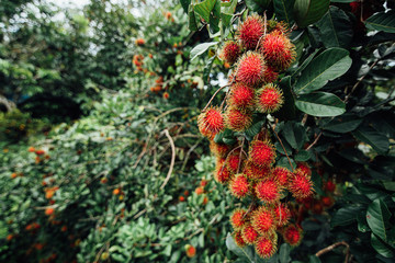 Rambutan on tree, Tropical fruit, Rambutan tree background, Orchard fruit, Rambutan from thailand