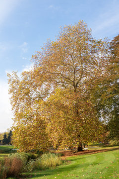 Platane dans le parc Barbieux &agrave; Roubaix
