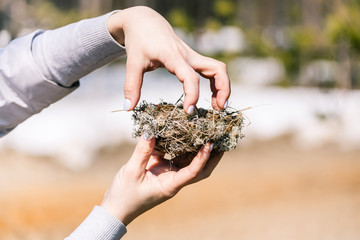 Sturdy nest made by birds from grass, branches and pine needles in female hands in the forest.