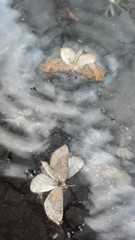 leaf in snow