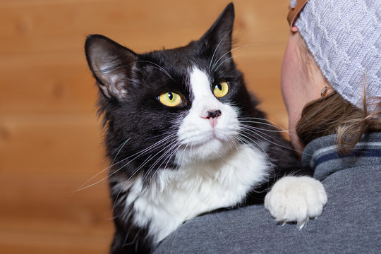 Black and white fluffy cat with bright yellow eyes on the shoulder of the mistress.