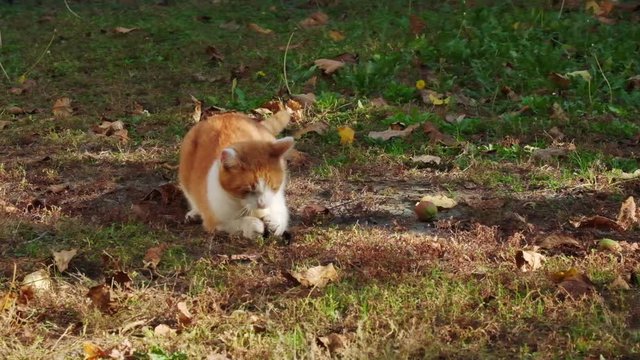 Cat playing with ball in the garden. ProRes 10 bit mov.