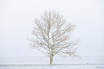 Fototapeta na wymiar Lone tree in white winter fog scene for peace tranquility and mindfulness
