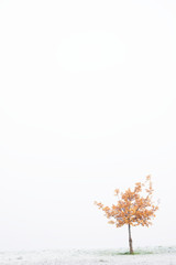 Lone tree in white winter fog scene for peace tranquility and mindfulness