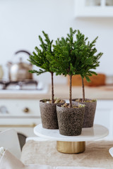 Christmas decoration on background white wall copy space