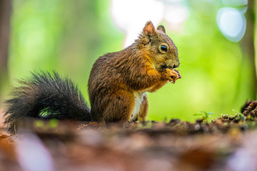 Eichhörnchen am Essen im Wald