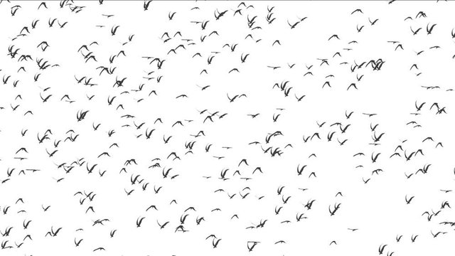 birds flying on a white background 4k