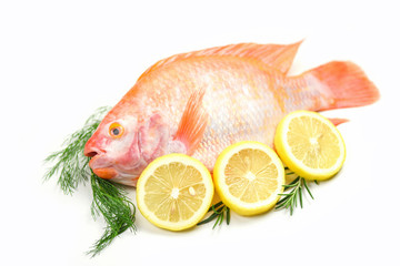 Fresh fish with herbs spices rosemary and lemon - Raw fish red tilapia isolated on white background