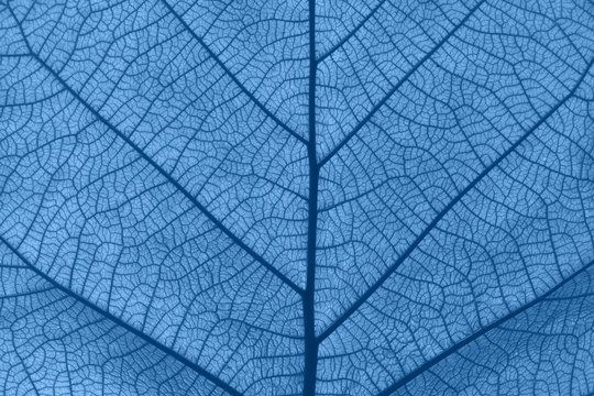 Extreme close up texture of blue toned leaf veins © breakingthewalls