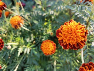 orange flowers in the garden
