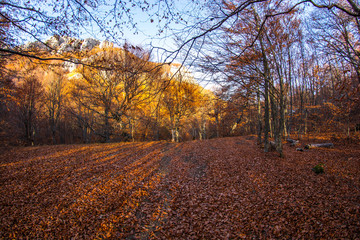 Fototapeta premium Autumn forest