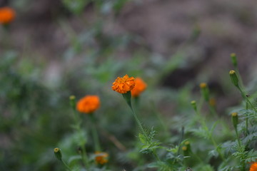 Flower in the valley