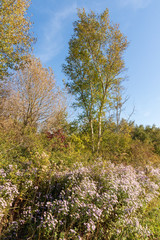 Fototapeta premium Marguerites de Saint-Michel