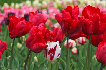 Obraz premium Colorful tulips in the park. Spring landscape. Flowers bed