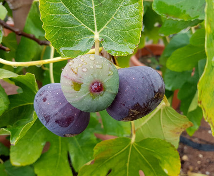 Feigen, Ficus carica, Feigenbaum