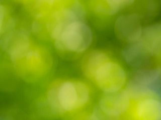 Plakat abstract green nature background