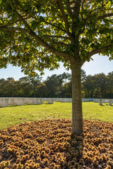 Sous un chataignier - Cimetière britannique d'Etaples-sur-Mer