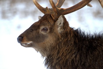 Russia, Yaroslavl region, private hunting grounds, Park of wild animals.