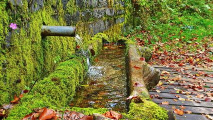 Brunnen im herbst, waldbrunnen mit laub und moos, 
