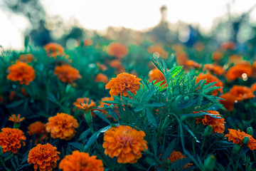 Fototapeta na wymiar Beautiful orange marigold flowers and leaves background in the garden.