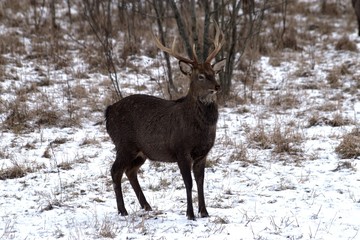 Russia, Yaroslavl region, private hunting grounds, Park of wild animals.