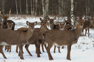 Russia, Yaroslavl region, private hunting grounds, Park of wild animals.
