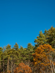 Beautiful autumn leaves in Japan